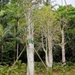 東南植物楽園５