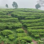 プンチャック茶畑