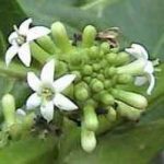 ノニの花