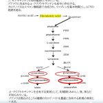 スライド10