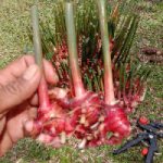 000000000033_1_nxF3JAp_thumb(redginger)