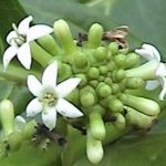 ノニの花